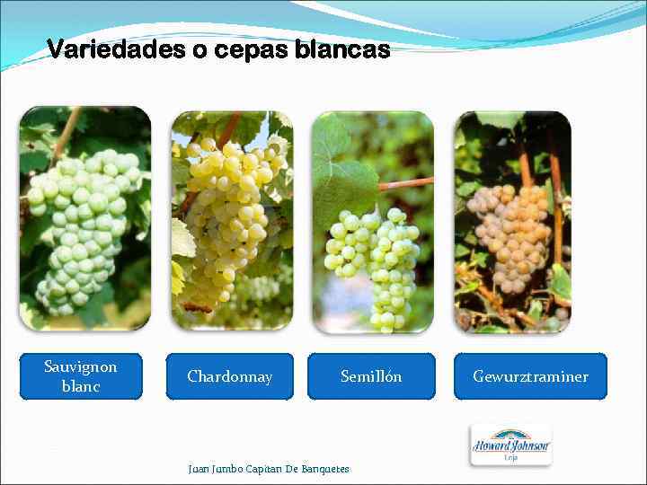 Variedades o cepas blancas Sauvignon blanc Chardonnay Semillón Juan Jumbo Capitan De Banquetes Gewurztraminer