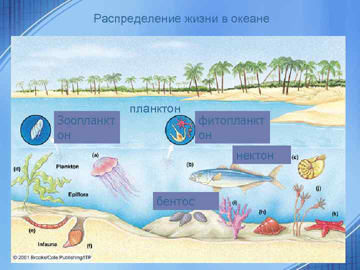 Презентация планктон нектон бентос