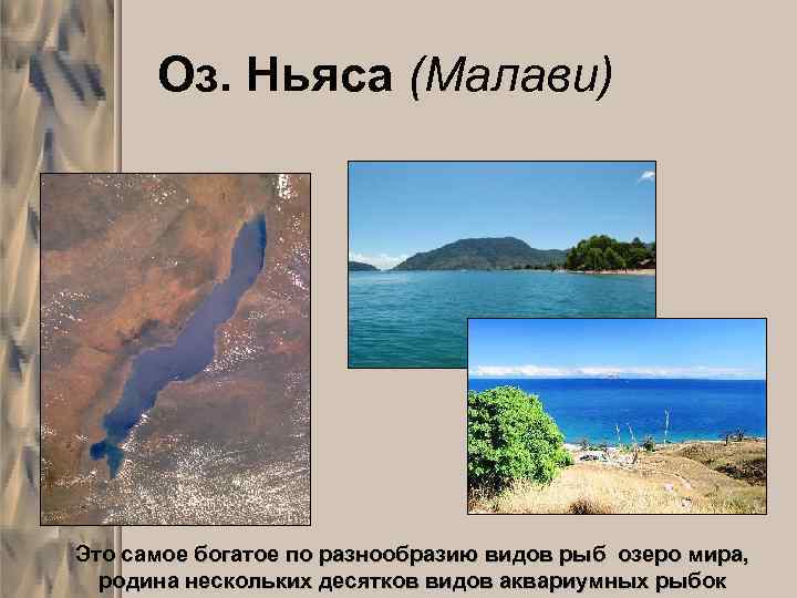 Озеро ньяса расположено. Танганьика и Ньяса. Озеро Ньяса. Описание озера Ньяса. Происхождение озера Ньяса.
