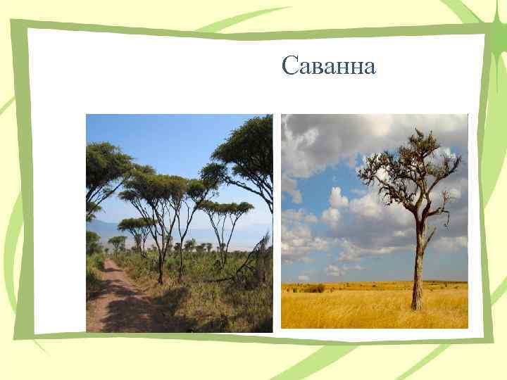 Саванна 