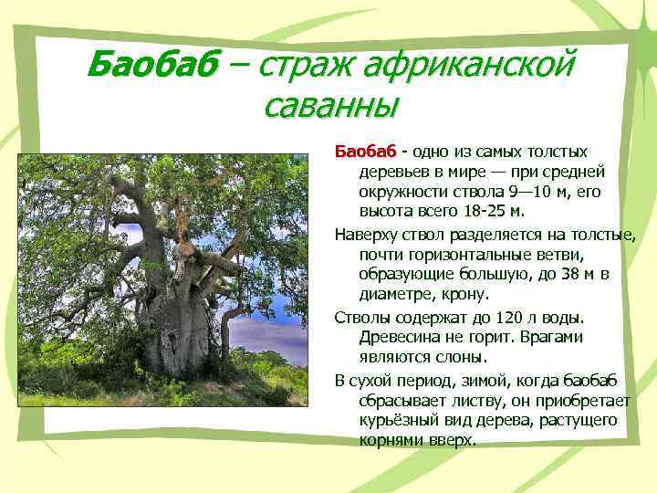 Баобаб – страж африканской саванны Баобаб - одно из самых толстых Баобаб деревьев в