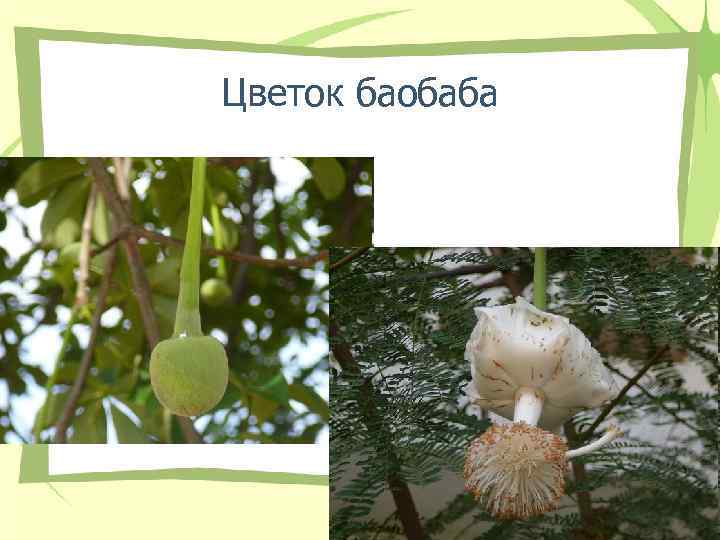 Цветок баобаба 