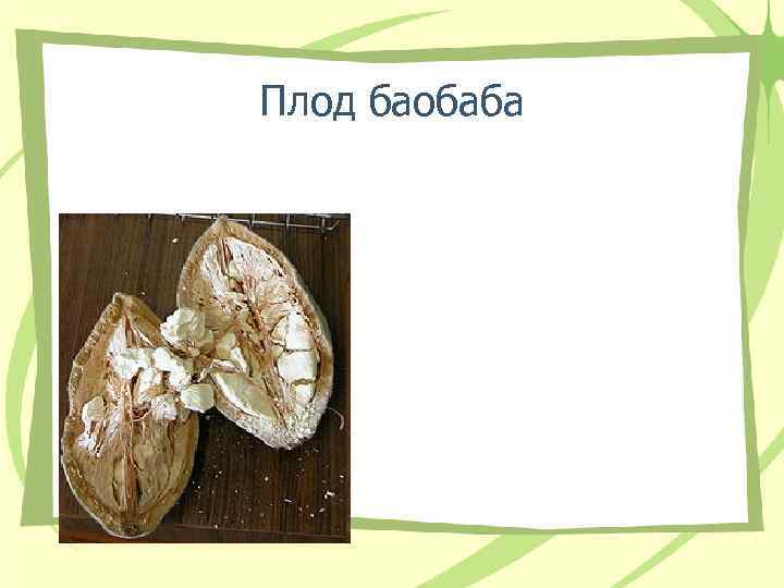 Плод баобаба 