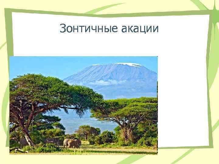 Зонтичные акации 