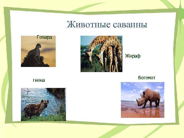  Животные саванны Гепард Жираф гиена Бегемот 