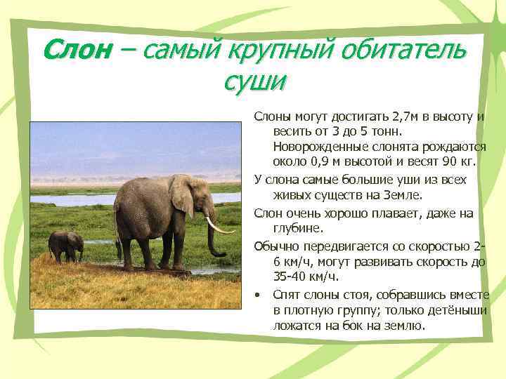 Слон – самый крупный обитатель суши Слоны могут достигать 2, 7 м в высоту