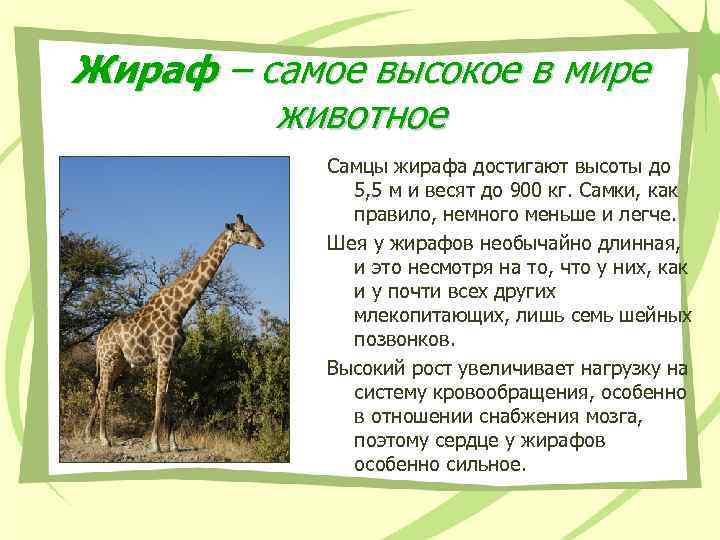 Жираф – самое высокое в мире животное Самцы жирафа достигают высоты до 5, 5