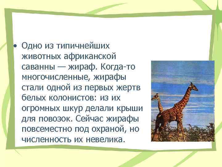  • Одно из типичнейших животных африканской саванны — жираф. Когда-то многочисленные, жирафы стали