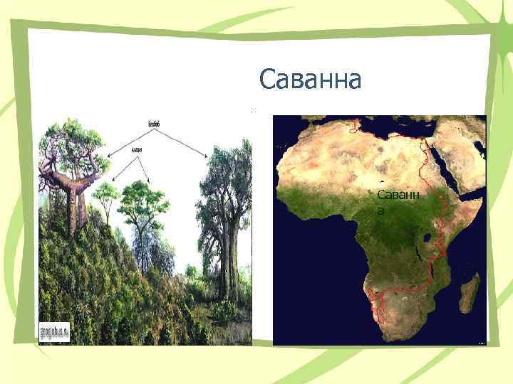  Саванна Саванн а 