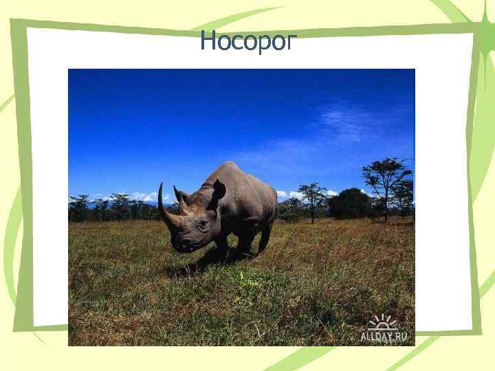 Носорог 