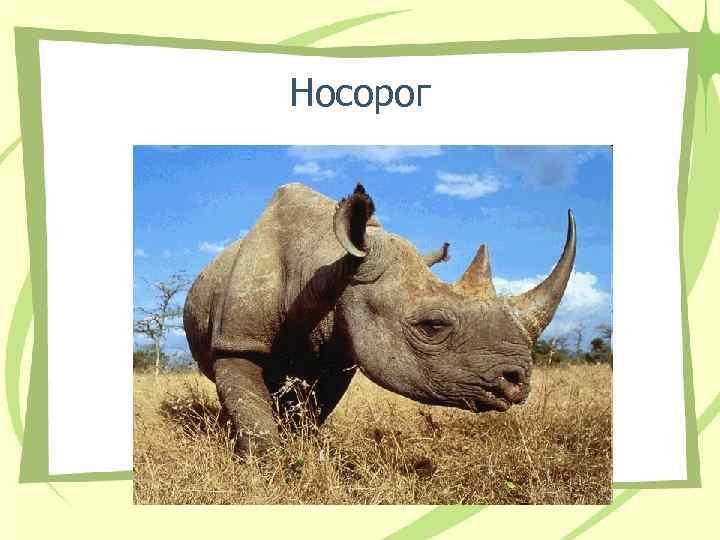 Носорог 