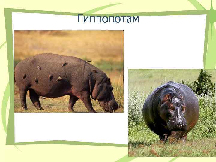 Гиппопотам 