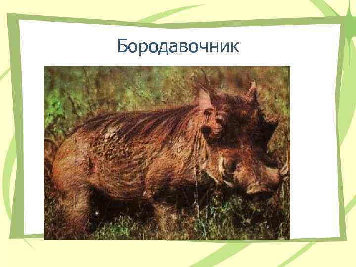 Бородавочник 