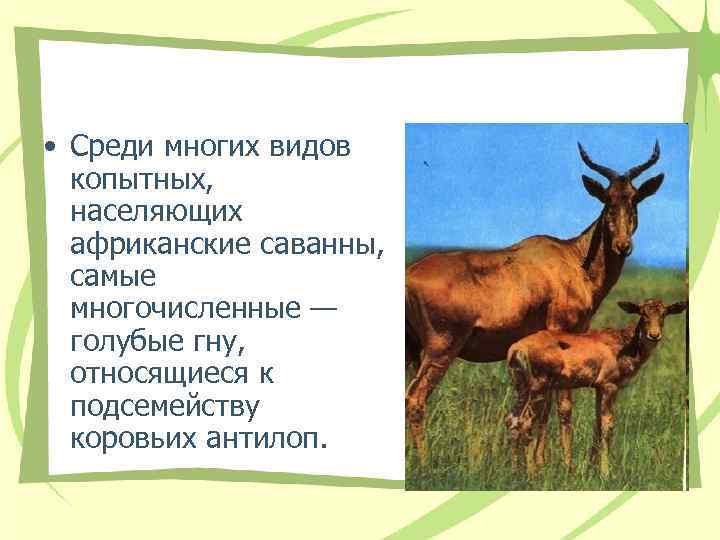 • Среди многих видов копытных, населяющих африканские саванны, самые многочисленные — голубые гну,