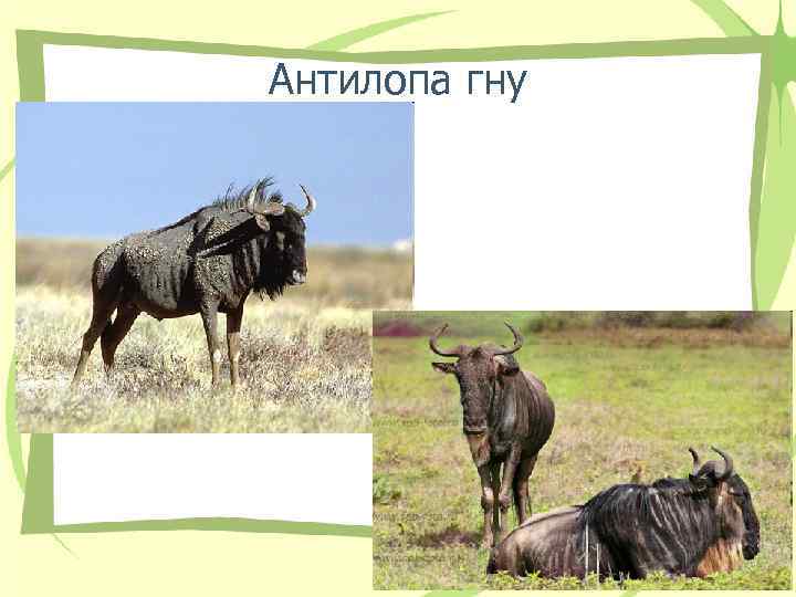 Антилопа гну 