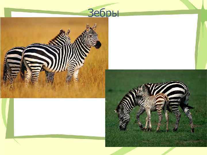 Зебры 