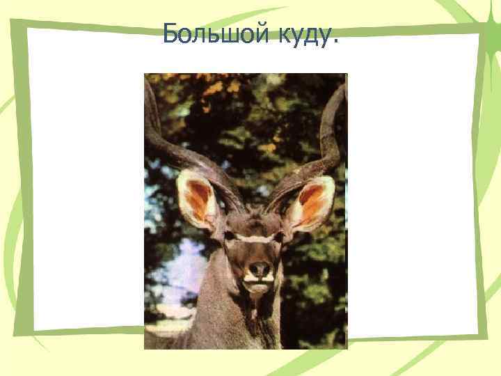 Большой куду. 