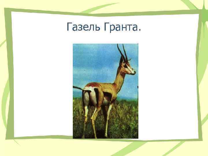 Газель Гранта. 