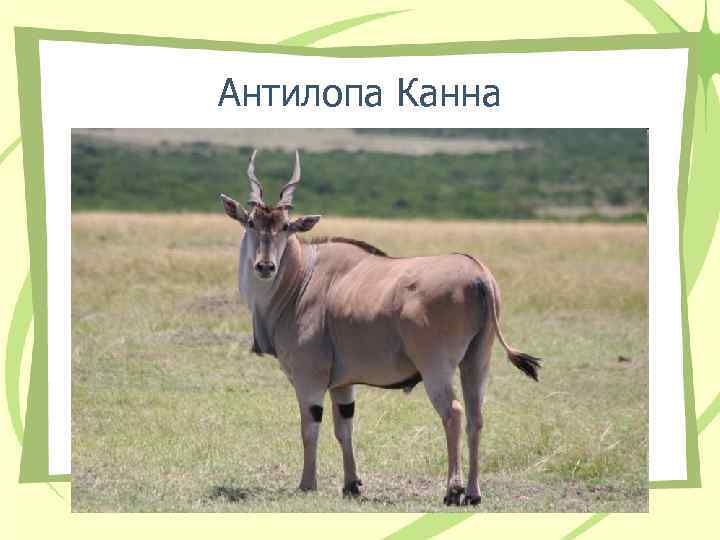 Антилопа Канна 
