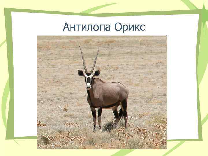 Антилопа Орикс 