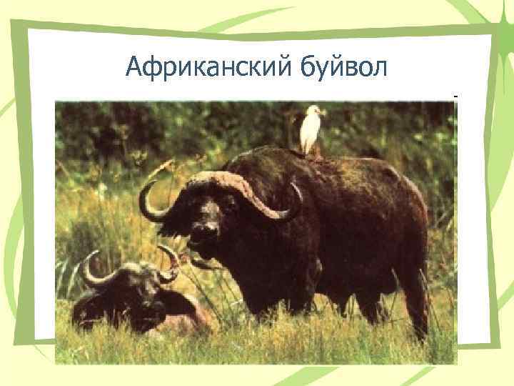 Африканский буйвол 