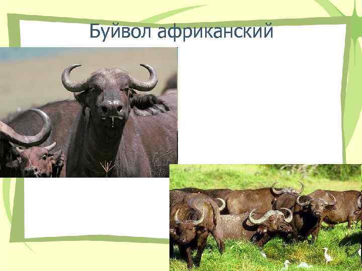 Буйвол африканский 