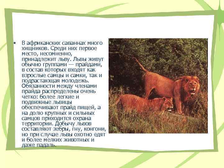  • В африканских саваннах много хищников. Среди них первое место, несомненно, принадлежит льву.