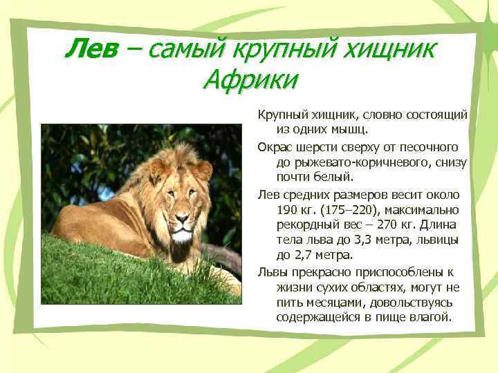 Лев – самый крупный хищник Африки Крупный хищник, словно состоящий из одних мышц. Окрас