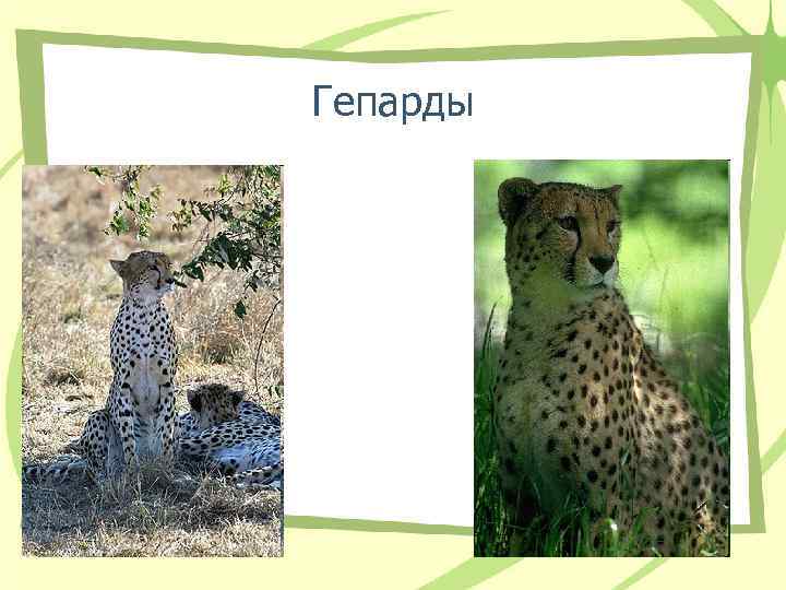 Гепарды 