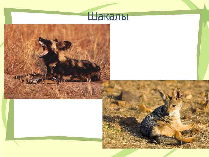 Шакалы 