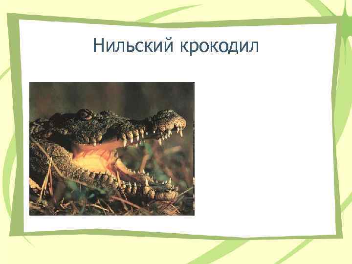 Нильский крокодил 