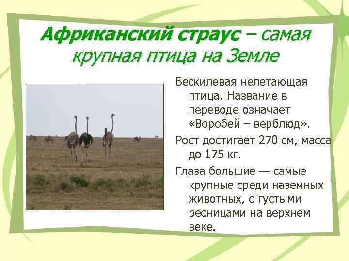 Африканский страус – самая крупная птица на Земле Бескилевая нелетающая птица. Название в переводе