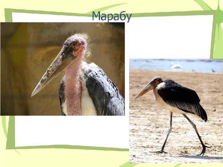 Марабу 