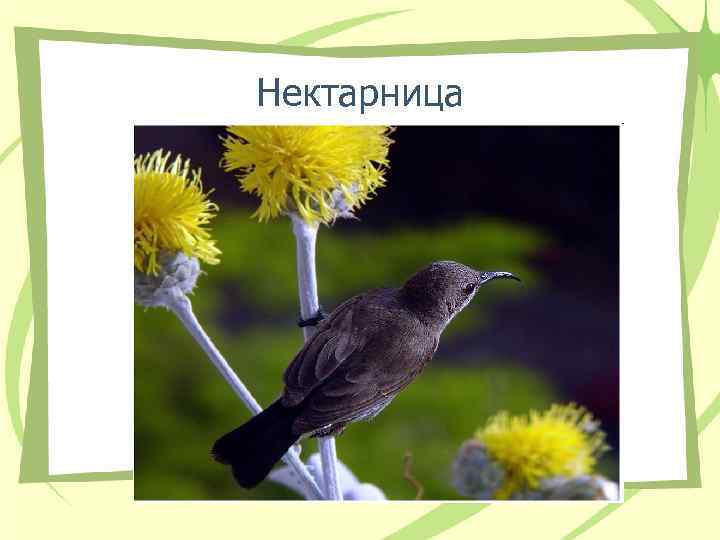 Нектарница 