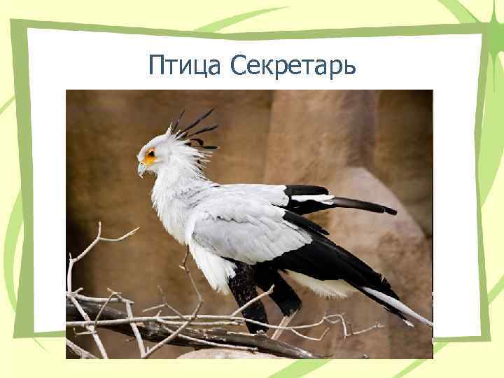 Птица Секретарь 