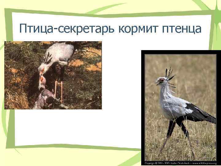 Птица-секретарь кормит птенца 