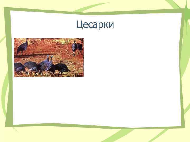 Цесарки 