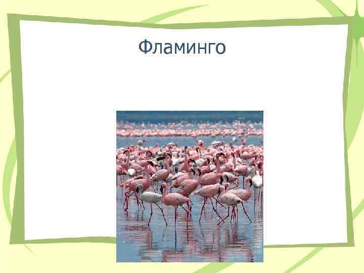 Фламинго 