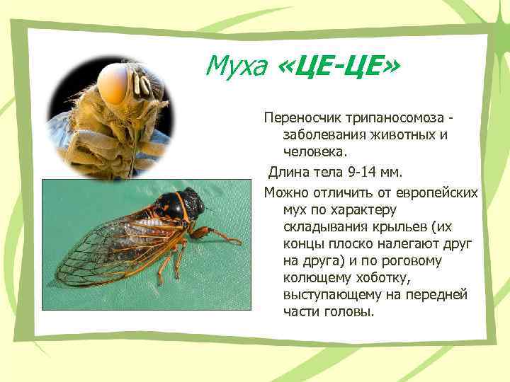 Муха «ЦЕ-ЦЕ» Переносчик трипаносомоза - заболевания животных и человека. Длина тела 9 -14 мм.