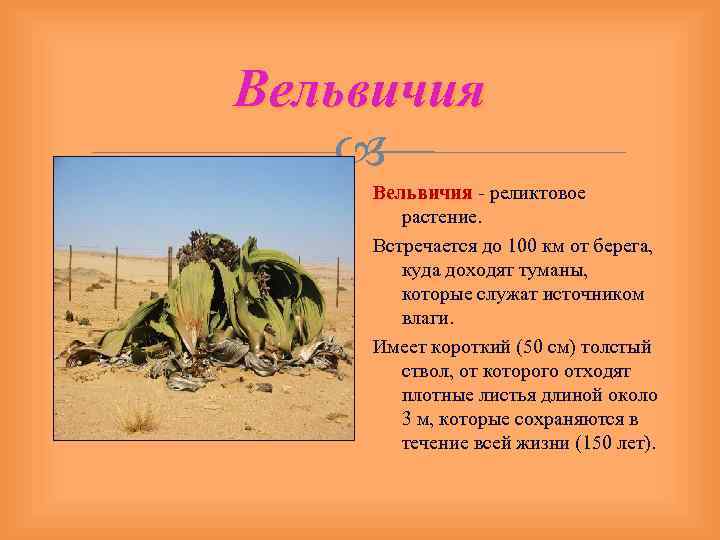 Вельвичия - реликтовое Вельвичия растение. Встречается до 100 км от берега, куда доходят туманы,