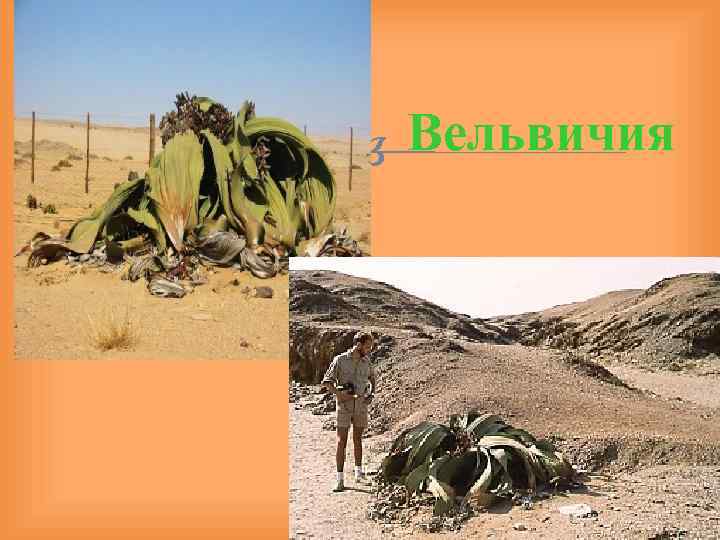 Вельвичия 