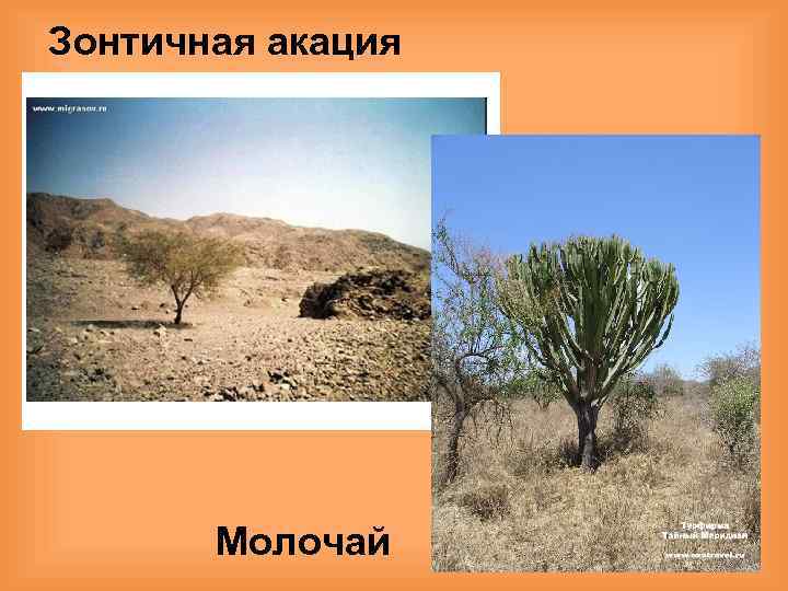 Зонтичная акация Молочай 