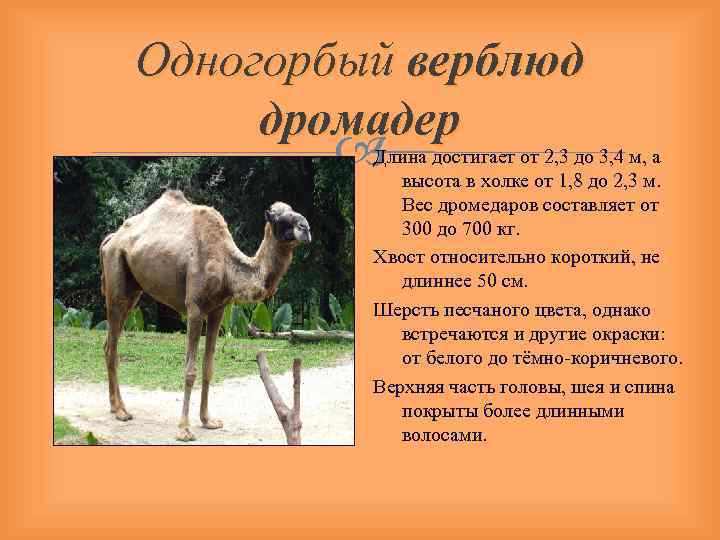 Одногорбый верблюд дромадер Длина достигает от 2, 3 до 3, 4 м, а высота
