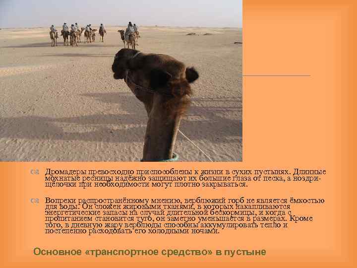  Дромадеры превосходно приспособлены к жизни в сухих пустынях. Длинные мохнатые ресницы надёжно защищают