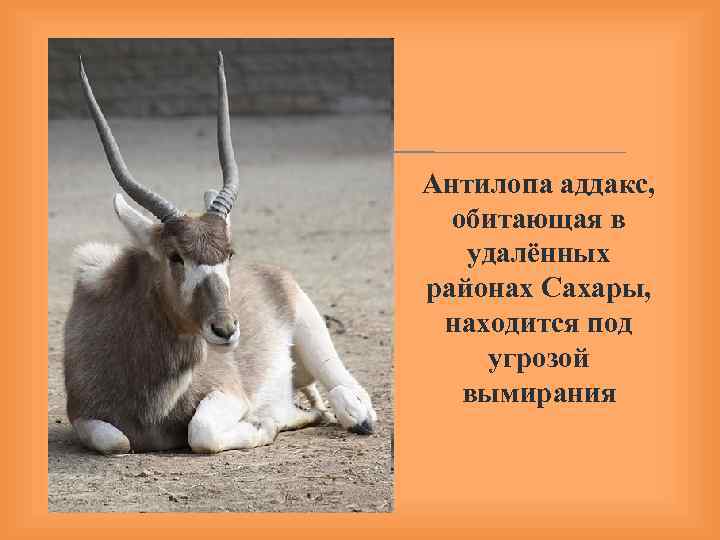  Антилопа аддакс, обитающая в удалённых районах Сахары, находится под угрозой вымирания 