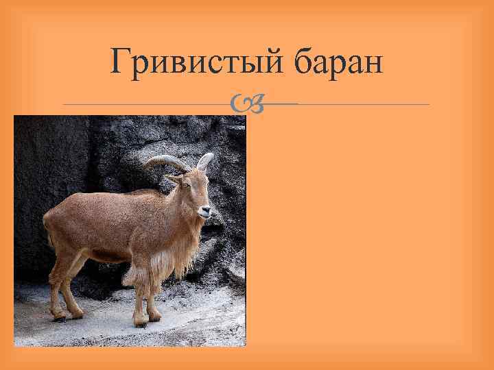 Гривистый баран 