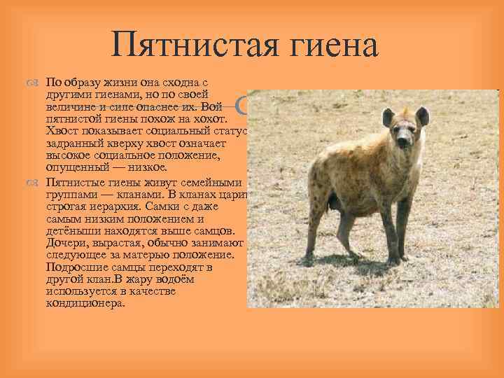 Пятнистая гиена По образу жизни она сходна с другими гиенами, но по своей величине