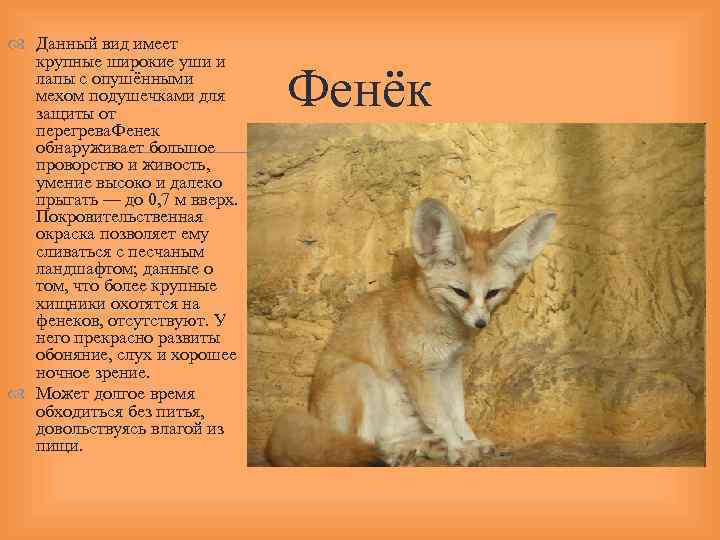  Данный вид имеет крупные широкие уши и лапы с опушёнными мехом подушечками для