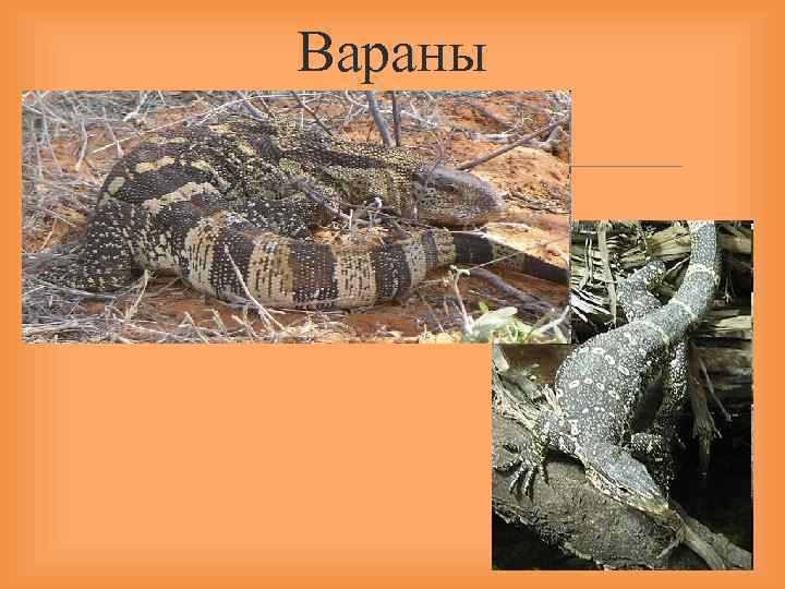  Вараны 