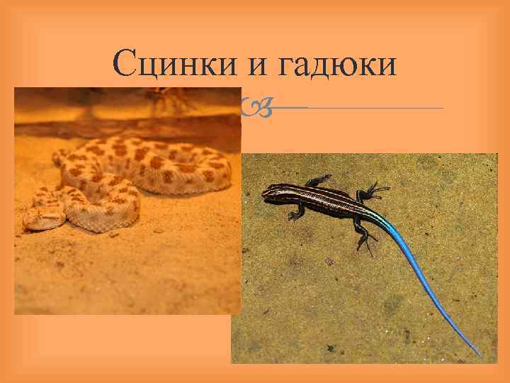 Сцинки и гадюки 